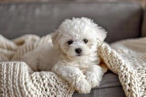 AI generated Adorable bichon dog. Generate Ai photo