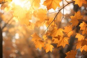 AI generated Sunlight filtering through golden maple leaves. Generative AI photo