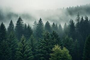 AI generated Dense evergreen forest on a misty day. Generative AI photo