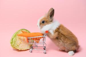 Young adorable bunny stand on collored background. Cute baby rabbit for Easter and online shopping shop for pet and vegetable. photo