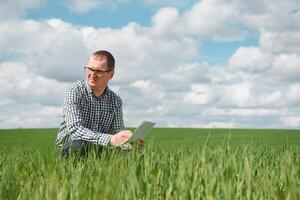 Farmer walking through a green wheat field on windy spring day and examining cereal crops photo