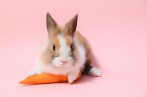 Portrait of adorable rabbit with carrot over pink background photo