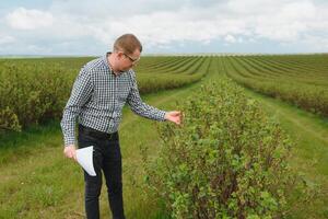 Modern agronomist with folder working on currant field at outdoor photo