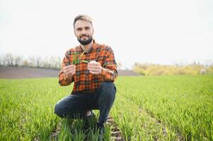 A young farmer inspects the quality of wheat sprouts in the field. The concept of agriculture photo