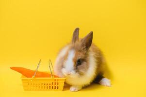 Young adorable bunny stand on collored background. Cute baby rabbit for Easter and online shopping shop for pet and vegetable. photo