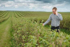 young farmer with a tablet on a currant field. Fruit and berry farming. The farmer inspects the currant crop. Agribusiness concept. photo