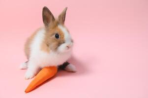 Portrait of adorable rabbit with carrot over pink background photo