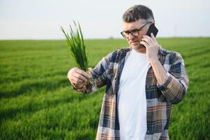 Portrait of senior farmer in wheat field photo