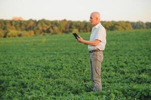 Senior farmer standing in soybean field examining crop at sunset. photo
