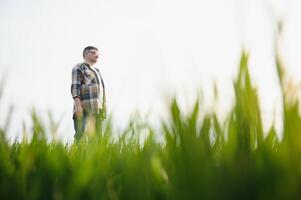 Senior farmer in wheat field and examining crop. photo