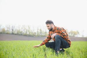 un joven granjero inspecciona el calidad de trigo coles en el campo. el concepto de agricultura. foto