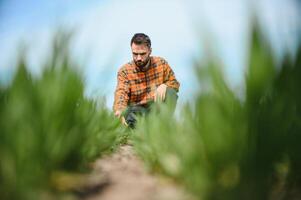 A young farmer inspects the quality of wheat sprouts in the field. The concept of agriculture photo