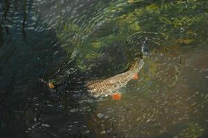 fisherman, fish on a hook in the water photo