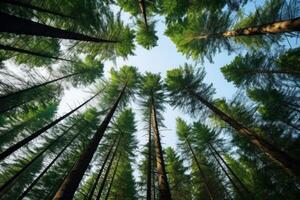 ai generado majestuoso árboles de hoja perenne alcanzando para el cielo en el bosque. generativo ai foto