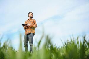 A young farmer inspects the quality of wheat sprouts in the field. The concept of agriculture. photo