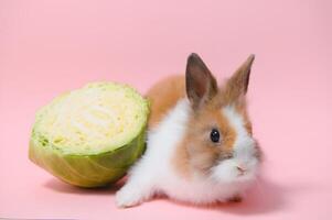 Little rabbit shot on pink background photo