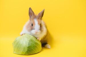 Conejo en amarillo antecedentes. Doméstico animal, mascota. espacio de copia. primavera, Pascua de Resurrección. foto