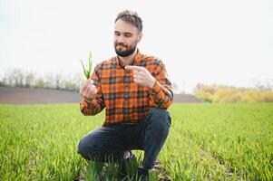 male agronomist on a green agricultural field of wheat photo