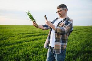 Portrait of senior farmer standing in green wheat field. photo