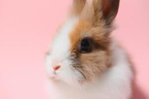Little rabbit shot on pink background photo