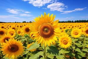 AI generated The vibrant colors of a field of sunflowers. Generative AI photo