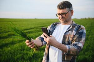 A young farmer inspects the quality of wheat sprouts in the field. The concept of agriculture. photo