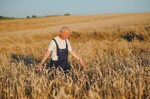 agricultura, agricultor o agrónomo inspeccionan la calidad del trigo en el campo listo para cosechar foto