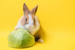 Cute bunny on yellow background. Easter symbol photo