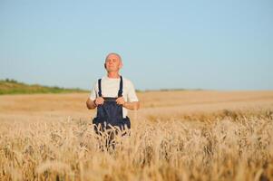 Agriculture, farmer or agronomist inspect quality of wheat in field ready to harvest photo