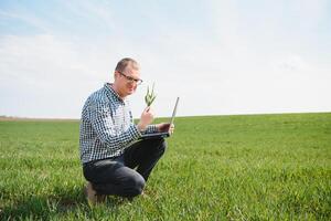 farmer standing in young wheat field examining crop and looking at laptop. photo
