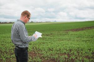 Farmer inspects chickpea growth walking through the field. Fresh green chickpeas field. Digital tablet in man's hand. Rear view photo