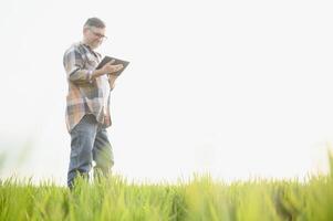 Portrait of senior farmer standing in wheat field examining crop during the day. photo