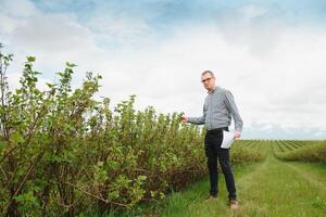 Modern agronomist with folder working on currant field at outdoor photo