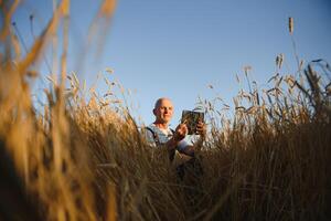 Sixty years old agronomist inspecting wheat field and using tablet computer. photo