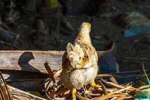 gallo y gallinas pollos en naturaleza en granja en México. foto