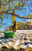 gallo y gallinas pollos en techo en granja en México. foto