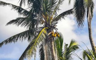 Tropical natural palm tree palms blue sky in Mexico. photo