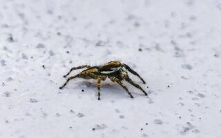 Small black and white jumping spider insect in Mexico. photo