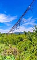 Drive past the tropical jungle mountains and countryside Mazunte Mexico. photo