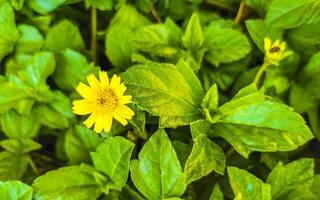 hermosas flores y plantas tropicales amarillas en méxico. foto