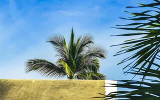 Thatched roof buildings in paradise among palm trees Puerto Escondido. photo