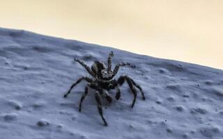 Small black and white jumping spider insect in Mexico. photo