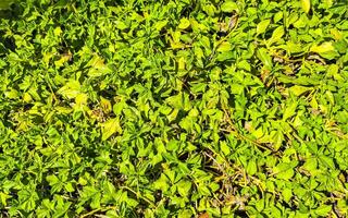Green lawn grass climbing plants texture tropical pattern Mexico. photo