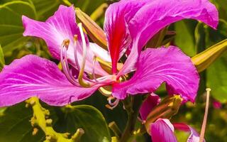 rosado rojo púrpura flores plantas en tropical bosque naturaleza México. foto