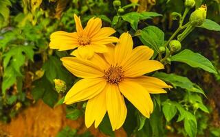 Yellow beautiful tropical flowers Arnica and plants in Mexico. photo