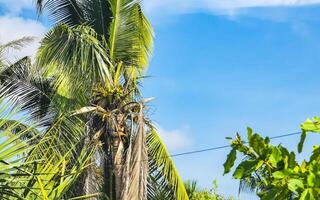 Tropical natural palm tree palms blue sky in Mexico. photo