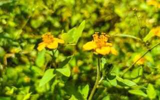 Yellow beautiful tropical flowers and plants in Mexico. photo