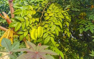 Star fruit tree with fruit on it green leaves Mexico. photo