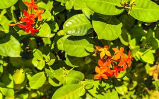 rojo naranja amarillo flores plantas en tropical bosque naturaleza México. foto