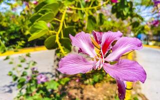 rosado rojo púrpura flores plantas en tropical bosque naturaleza México. foto